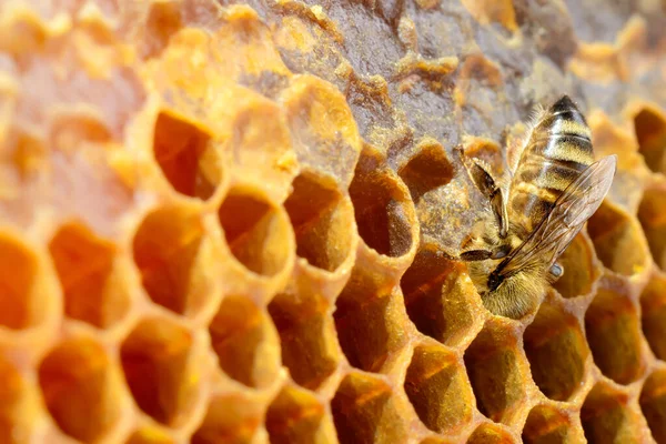 Méhek Egy Méhkaptárban Mézelő Fésűvel Másolóhellyel Méh Nektárból Friss Egészséges — Stock Fotó