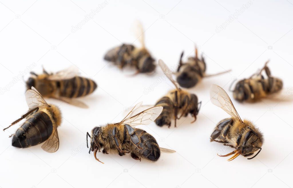 Dead honey bees on a white background. Death of bees