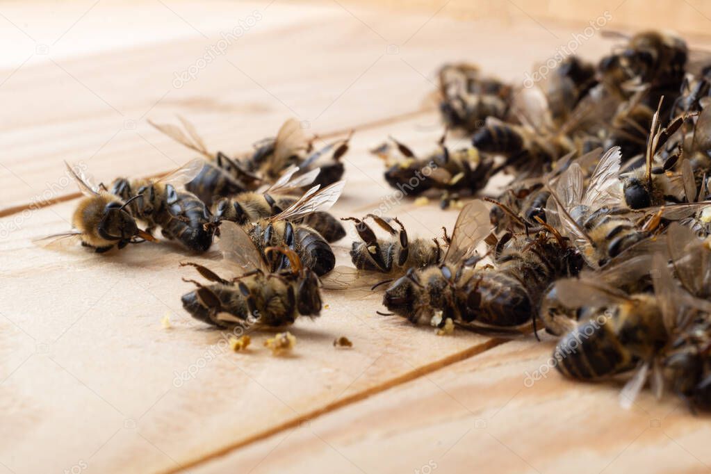 Dead bees on wooden boards. Death of bees. Mass poisoning of bees