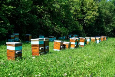 Arı kovanları ormanın dışındaki kovanlarda.