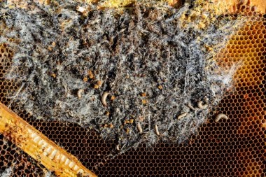 Wax moth larvae on an infected bee nest. The family of bees is sick with a wax moth. Terrible wax bee frame eaten by parasites clipart