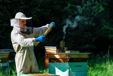 Arı yetiştiricisi arıda. Arı yetiştiricisi arılarla ve arı kovanlarıyla çalışıyor. Apiculture kavramı.