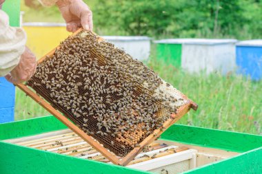 Arıcı elinde arılarla bir bal hücresi tutuyor. Apiculture. Apiary.