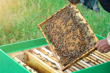 Arı yetiştiricisi arı larvalarıyla bal peteğine bakıyor. Apiculture. Apiary.