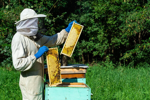 Пчеловод на пасеке. Пчеловод работает с пчелами и ульями на пасеке. Концепция апикультуры.