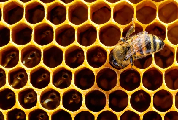Werken Bij Een Honingraatcel Het Begrip Bijenteelt — Stockfoto
