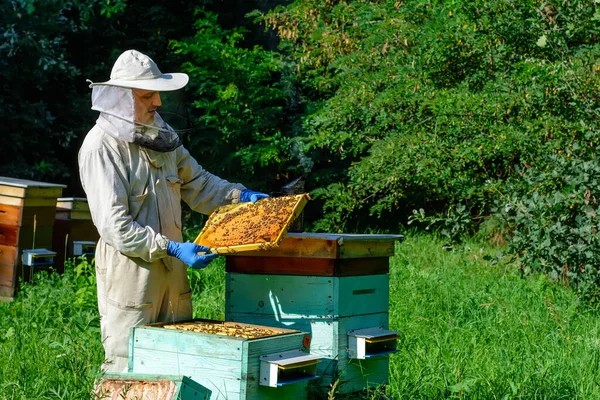 Bijenhouder Bijenstal Imker Werkt Met Bijen Bijenkorven Bijenstal Bijenteeltconcept — Stockfoto