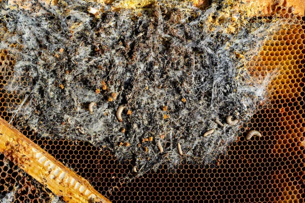 Enfeksiyon kapmış arı kovanına balmumu güvesi larvası. Arı ailesi bir balmumu güvesi yüzünden hasta. Parazitler tarafından yenen korkunç balmumu arı çerçevesi.