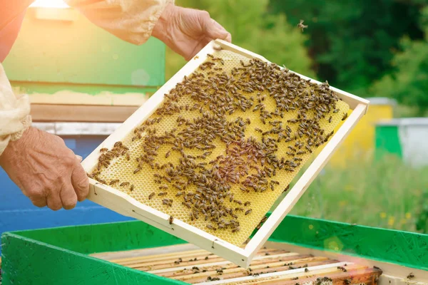 養蜂家はミツバチを手に蜂蜜細胞を持っている 食欲をそそる — ストック写真