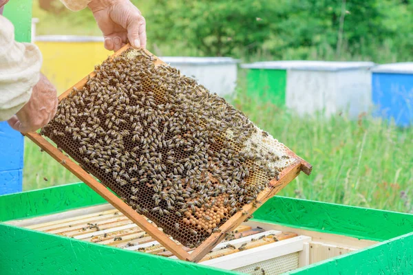 Imker Houdt Een Honingcel Met Bijen Zijn Handen Bijenteelt Apiarium — Stockfoto