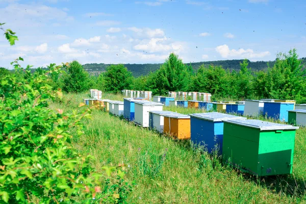 Colmenas Con Abejas Los Colmenares Las Afueras Del Bosque —  Fotos de Stock