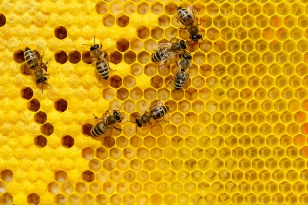 Des Abeilles Sur Une Cellule Avec Des Larves Broodes Abeilles — Photo