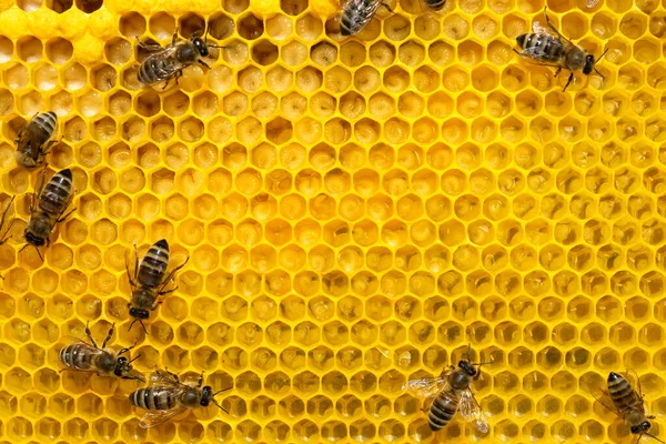 Abejas Una Celda Con Larvas Abejas Broods —  Fotos de Stock