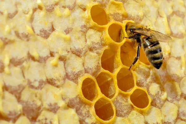 Macro Photo Abeille Domestique Nid Abeille Abeille Transforme Nectar Miel — Photo