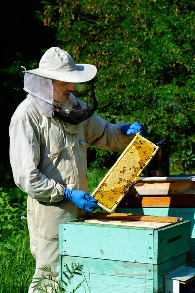 Apicultor Marco Inspección Ropa Trabajo Protección Apiary Apicultor Sostiene Panal — Foto de Stock