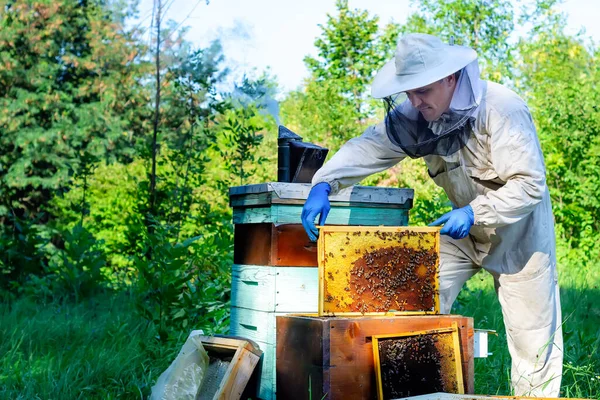 Bijenhouder Beschermende Werkkledij Inspecterend Frame Bij Bijenstal Imker Houdt Een — Stockfoto