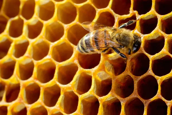 Макрофото Медоносной Пчелы Сотах — стоковое фото