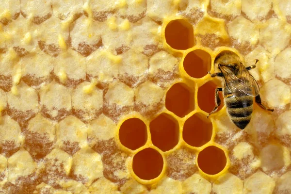 Bee Beehive Honeycomb Copyspace Bee Turns Nectar Fresh Healthy Honey — Stock Photo, Image