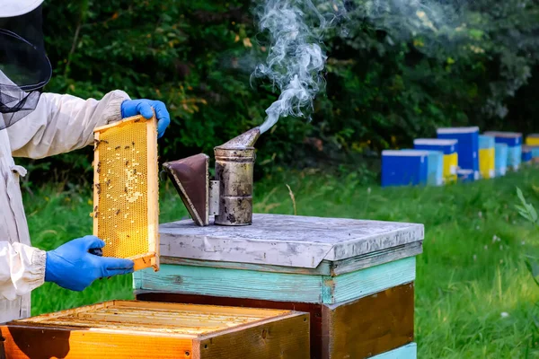 Bijenhouder Beschermende Werkkledij Inspecterend Frame Bij Bijenstal Imker Houdt Een — Stockfoto