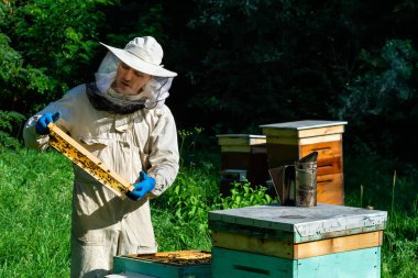 Arı kovanında koruyucu iş giysisi teftiş eden bir arıcı. Arıcı elinde taze bal olan bir bal peteği tutuyor.