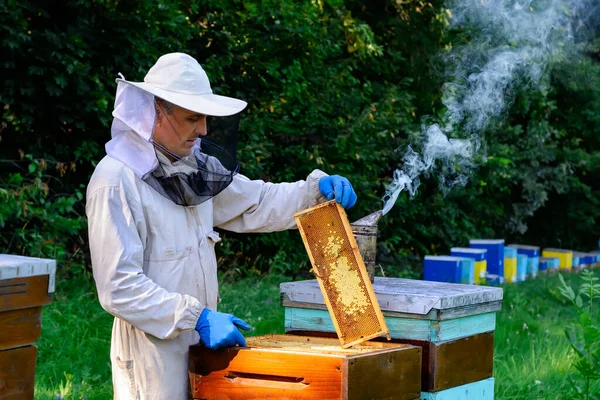 Beekeeper Protective Workwear Inspecting Frame Apiary Beekeeper Holds Honeycomb Fresh — Stock Photo, Image