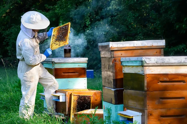 保護作業着の養蜂家は 臨時でフレームを検査します 養蜂家は彼の手に新鮮な蜂蜜とハニカムを保持しています — ストック写真