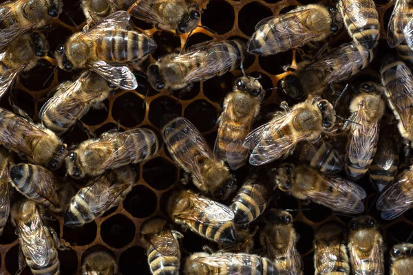 蜂は蜜を新鮮で健康的な蜂蜜に変える — ストック写真