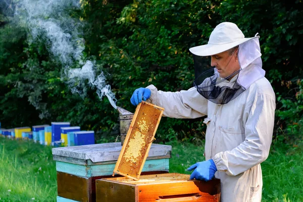 Bijenhouder Beschermende Werkkledij Inspecterend Frame Bij Bijenstal Imker Houdt Een — Stockfoto