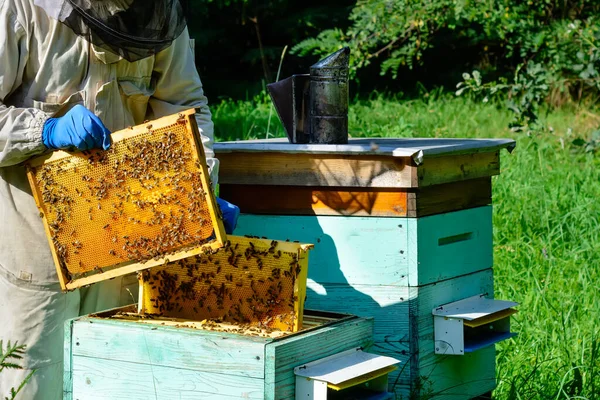 Пчеловод Пасеке Пчеловод Работает Пчелами Ульями Пасеке Концепция Апикультуры — стоковое фото