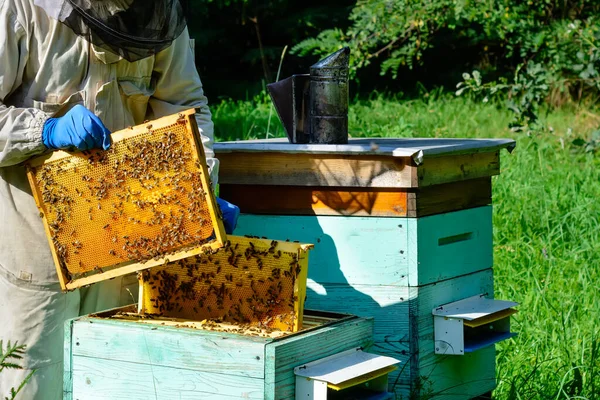 Apiculteur Sur Rucher Apiculteur Travaille Avec Les Abeilles Les Ruches — Photo