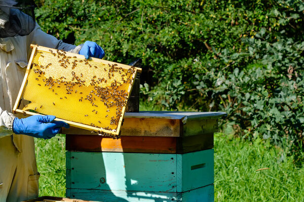 Beekeeper in protective workwear inspecting frame at apiary. The beekeeper holds a honeycomb with fresh honey in his hands