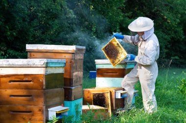 Arı yetiştiricisi arıda. Arı yetiştiricisi arılarla ve arı kovanlarıyla çalışıyor. Apiculture kavramı