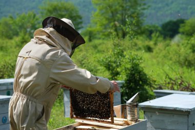 Arı yetiştiricisi bal topluyor. Apiary. Arıcılık konsepti