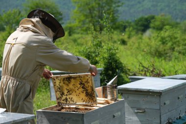 Arı yetiştiricisi bal topluyor. Apiary. Arıcılık konsepti