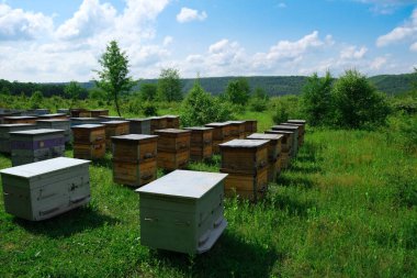 İniş tahtalarına uçan arılarla arı kovanında. Görüntü