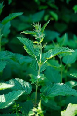 Urtica dioica, genellikle ısırgan otu, ısırgan otu ya da ısırgan otu yaprağı olarak bilinir. Isırgan çiçekleri
