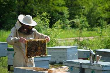 Arılarla dolu bir bal peteği tutan adam. Arı kovanında koruyucu iş giysisinde arıcı.