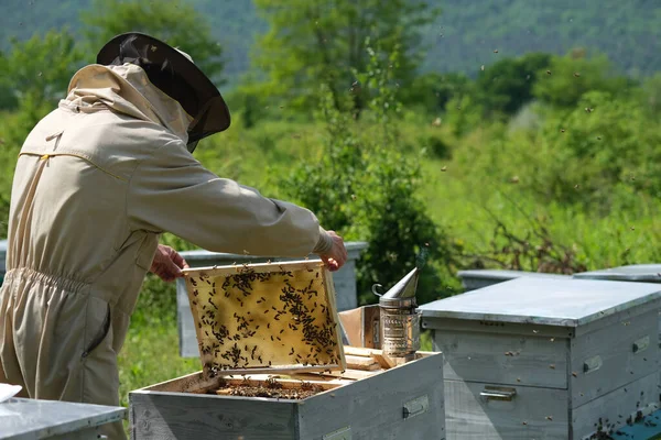 Apicultor Que Trabaja Recoge Miel Apiario Concepto Apícola — Foto de Stock