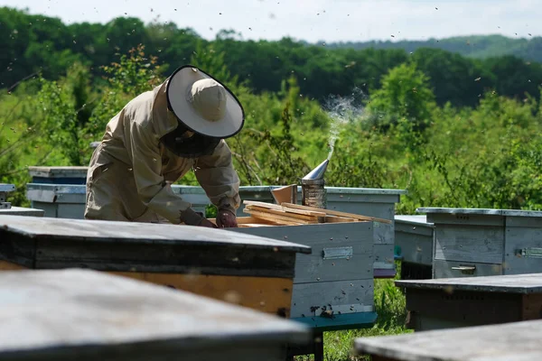 Пчеловод Собирает Мед Апиари Концепция Пчеловодства — стоковое фото