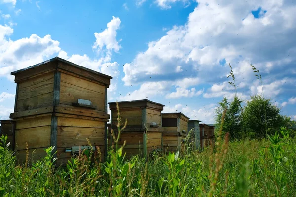 Urticaria Colmenar Con Abejas Volando Las Tablas Aterrizaje Apicultura —  Fotos de Stock