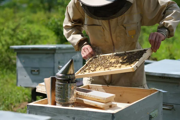 Apicultor Colmenar Apicultor Está Trabajando Con Abejas Colmenas Colmenar — Foto de Stock