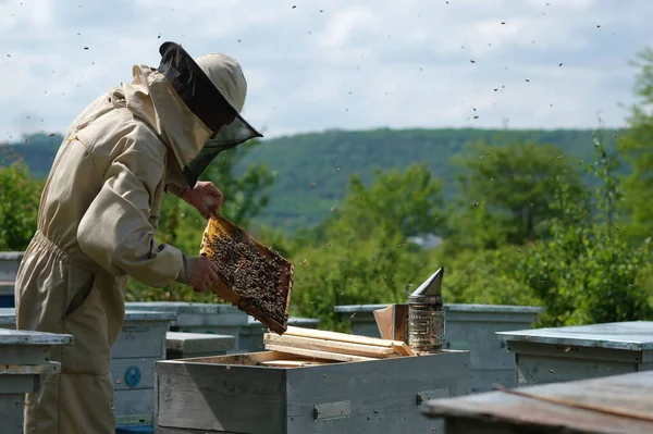 Apicultor Colmenar Apicultor Está Trabajando Con Abejas Colmenas Colmenar — Foto de Stock