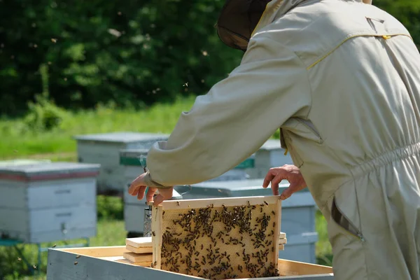 Bijenhouder Bijenstal Imker Werkt Met Bijen Bijenkorven Bijenstal — Stockfoto