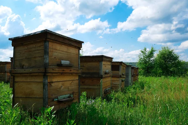 Una Colmena Árbol Encuentra Sobre Colmenar Las Casas Las Abejas —  Fotos de Stock