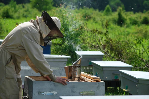 Apicultor Colmenar Apicultor Está Trabajando Con Abejas Colmenas Colmenar — Foto de Stock