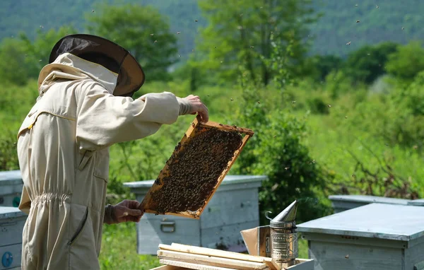 Hombre Sosteniendo Panal Lleno Abejas Apicultor Marco Protector Inspección Ropa — Foto de Stock