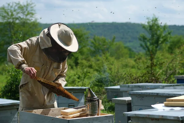 Мужчина Держит Соты Полные Пчел Пчеловод Защитной Раме Осмотра Рабочей — стоковое фото