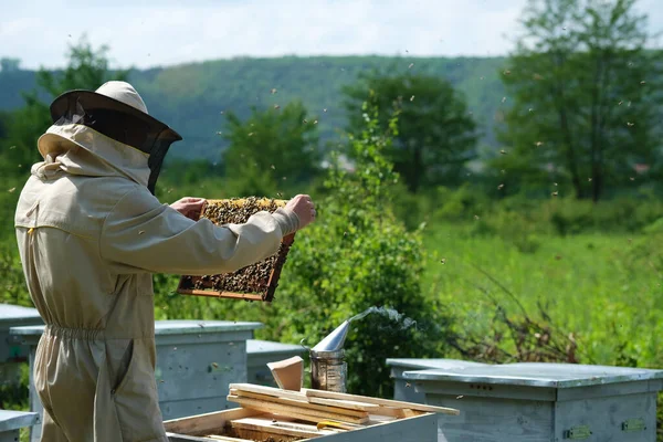 Apicultor Colmenar Apicultor Está Trabajando Con Abejas Colmenas Colmenar — Foto de Stock