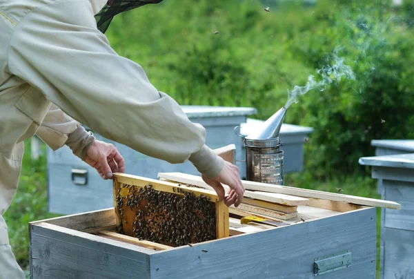 Apicultor Colmenar Apicultor Está Trabajando Con Abejas Colmenas Colmenar — Foto de Stock