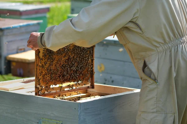 Мужчина Держит Соты Полные Пчел Пчеловод Защитной Раме Осмотра Рабочей — стоковое фото